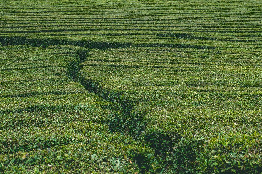 Photograph by Никита Борзов