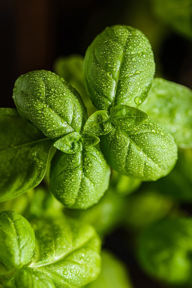 Photograph by Юлия Лавлейс