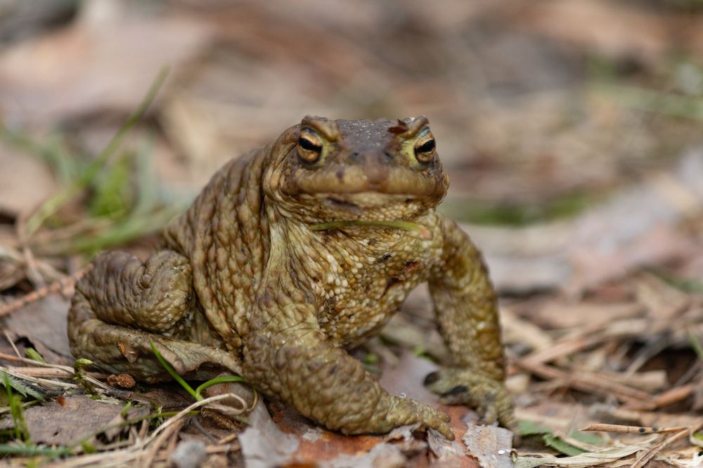 Фотография автора Алина Павлова