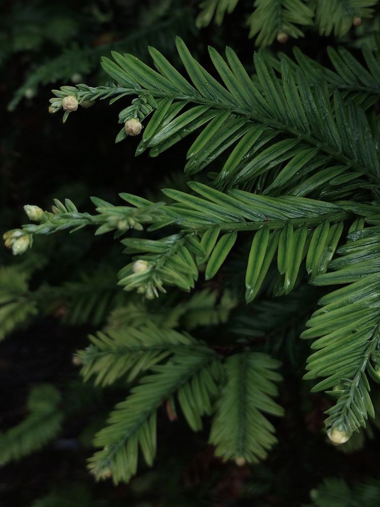 Photograph by Светлана Холодова