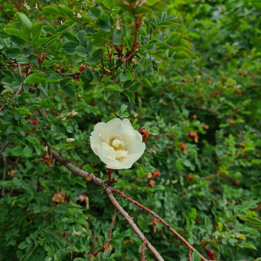 Фотография автора Ирина Дашевская