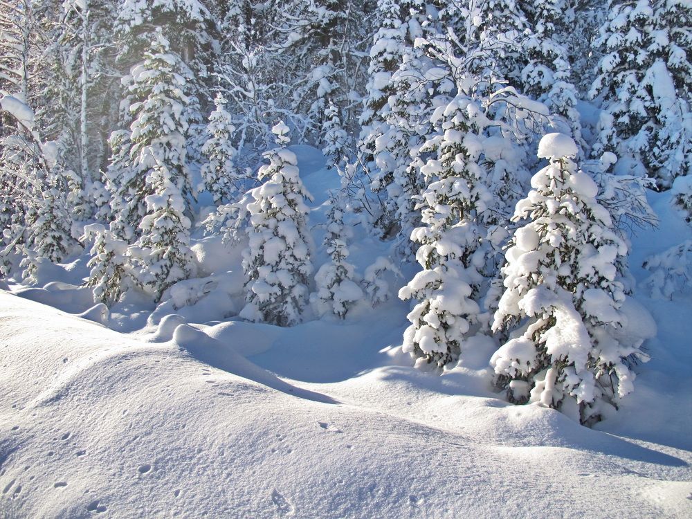 Фотография автора Сергей Тимофеев