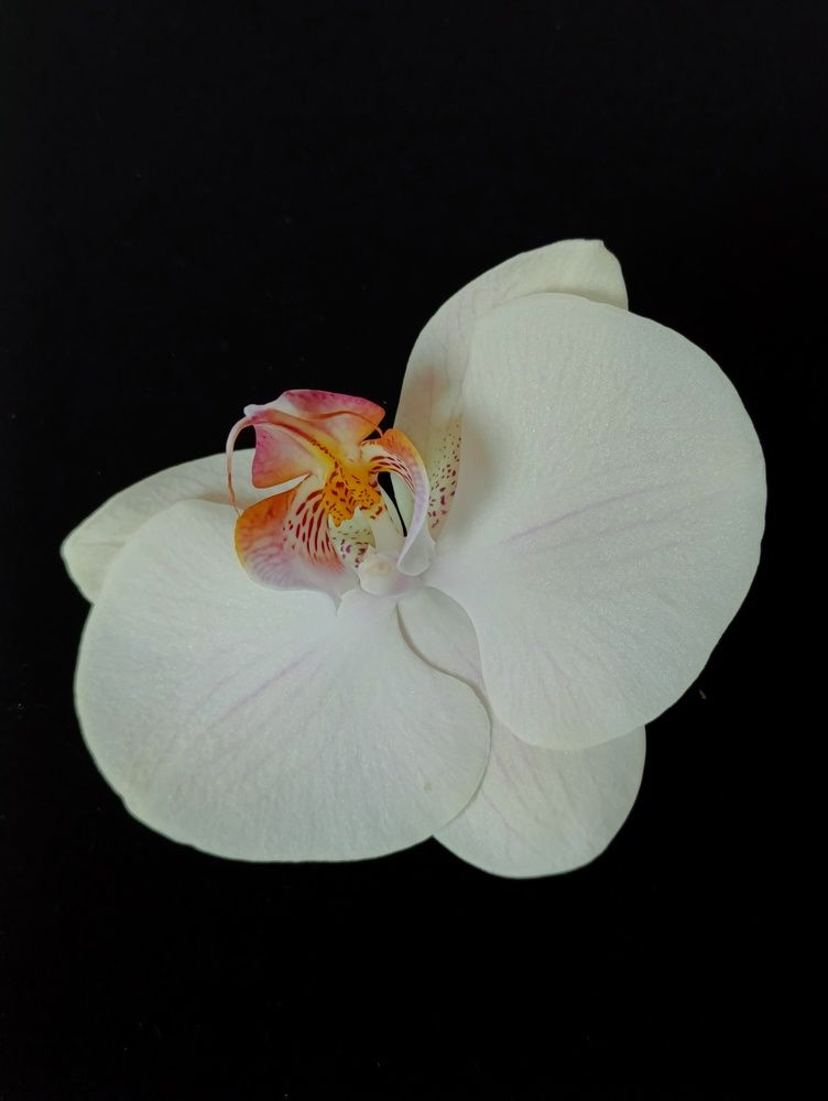 Photograph by Светлана Таркан