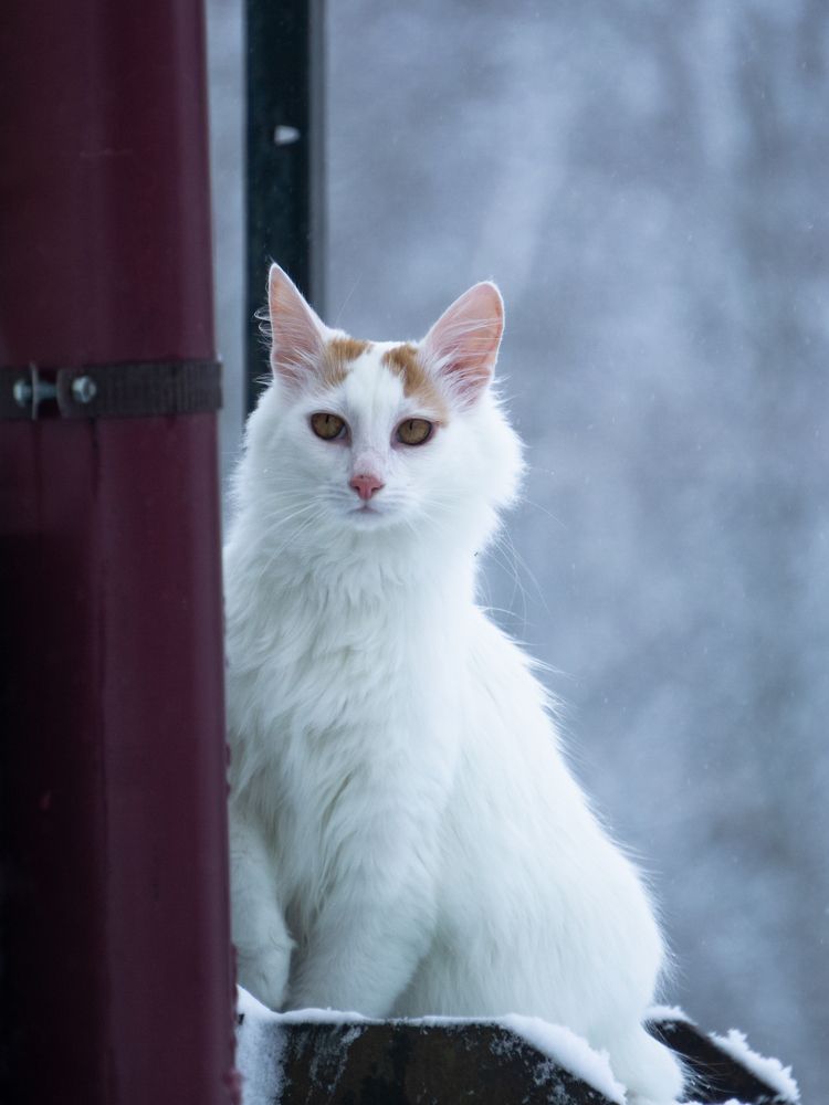 Photograph by Хабаров Сергей