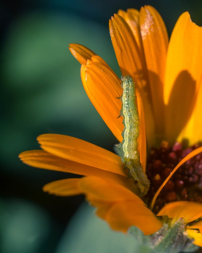 Photograph by Людмила Прибылова