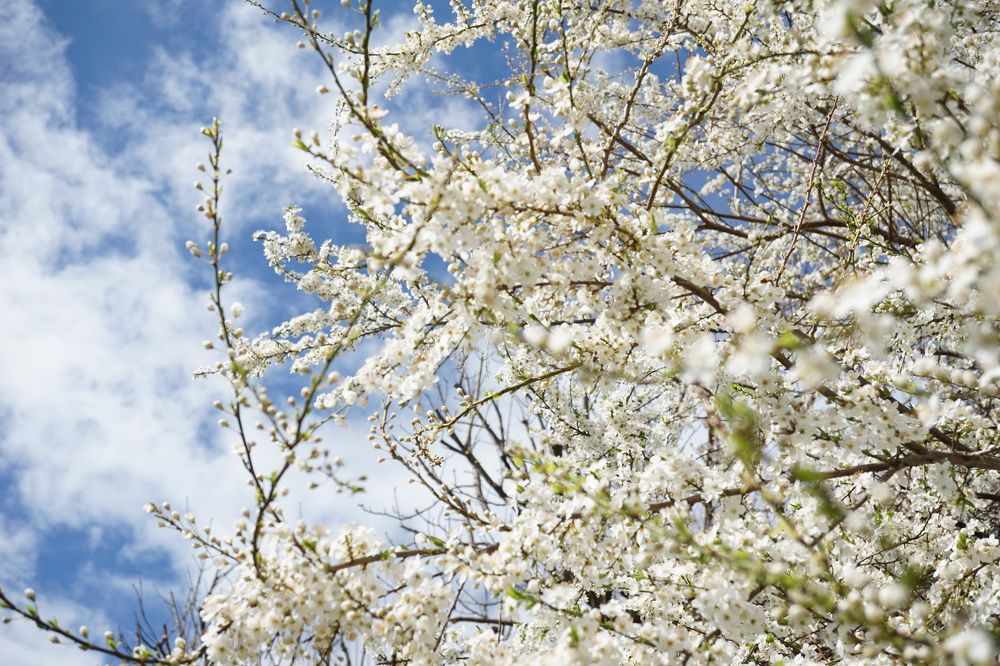 Фотография автора Liudmila Kiermeier