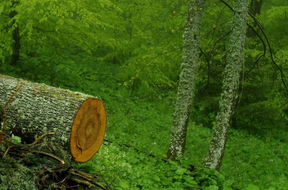 Photograph by Damir Gržin