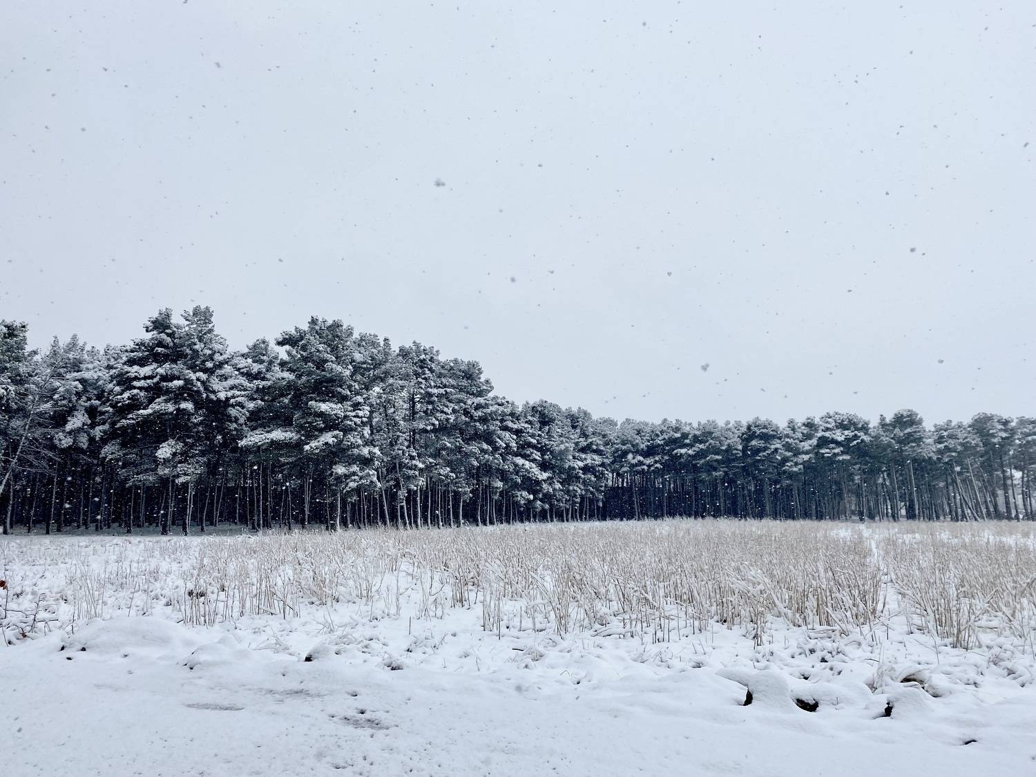 Photo #11388710