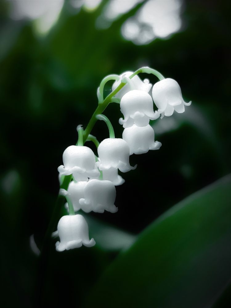 Фотография автора JELENA VASIC