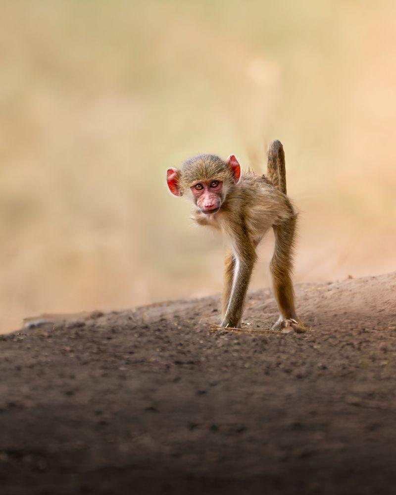 Photograph by Chris Stavrakas