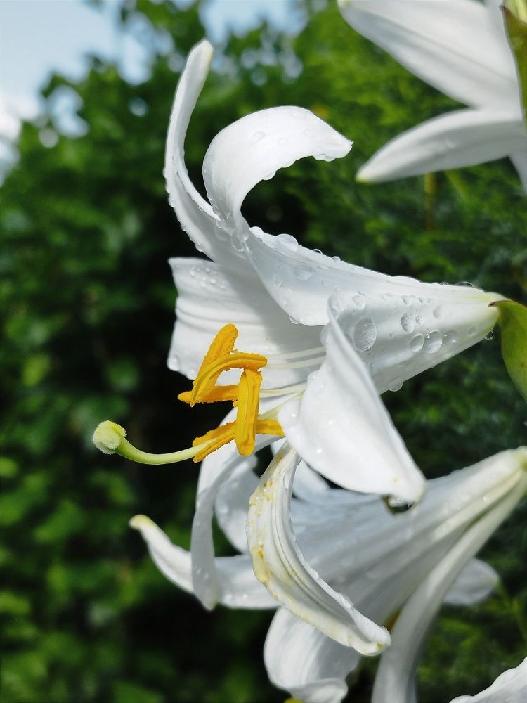 Фотография автора JELENA VASIC