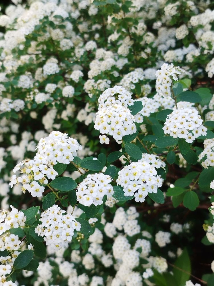 Фотография автора JELENA VASIC