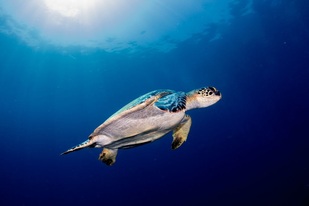 Фотография автора  Alfonso