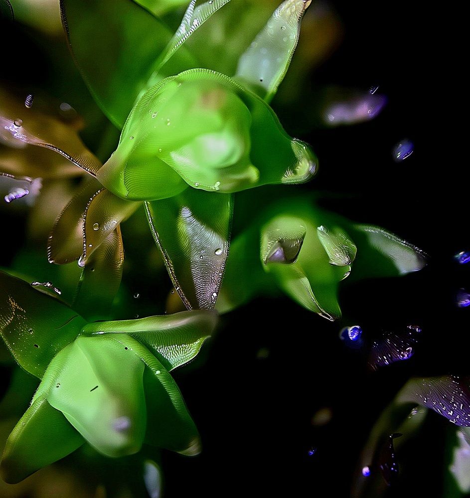 Цветущий мох