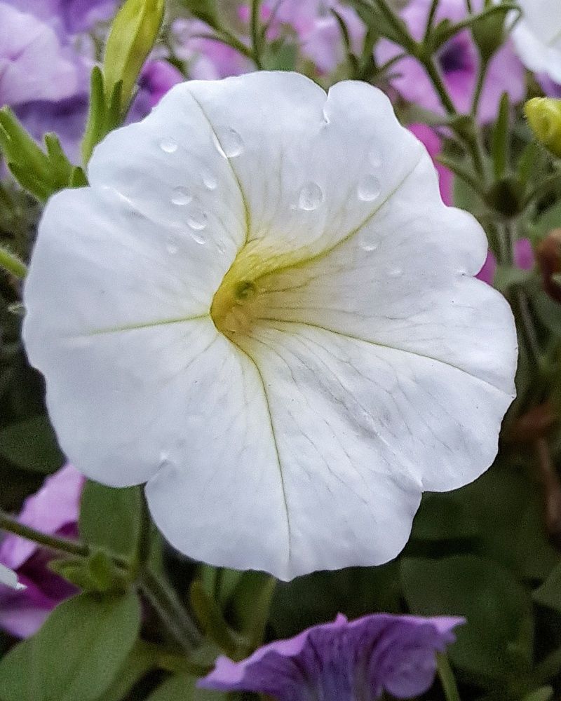 Photograph by Оксана Юдина