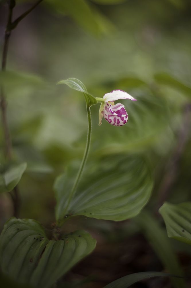 Photograph by Екатерина Мезенова