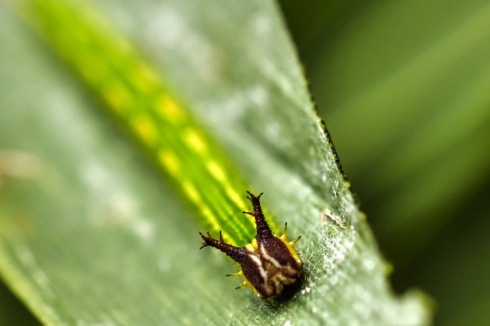 Photograph by Pujo Cahyono