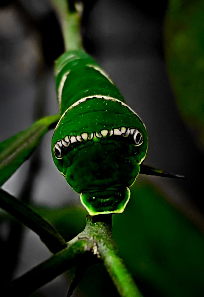 Photograph by SARAVANA MANICKAM