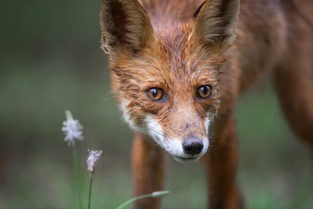 Фотография автора Lozhkin Vyacheslav