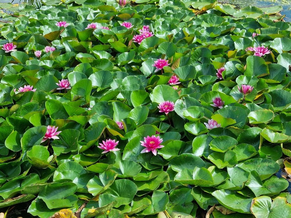 Photograph by Юлия Звонарева