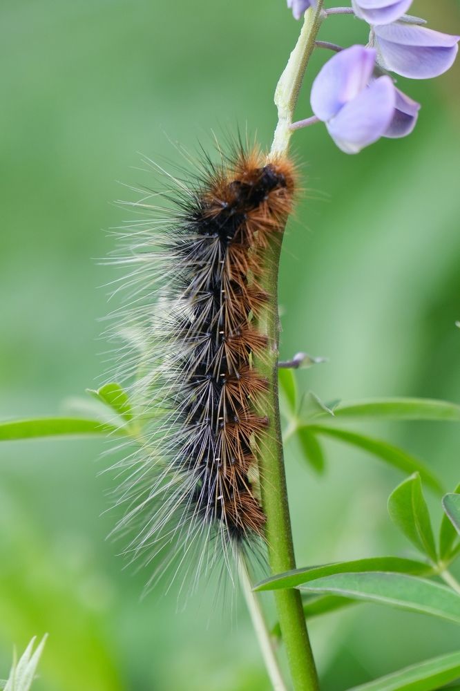 Photograph by Marina Poushkina