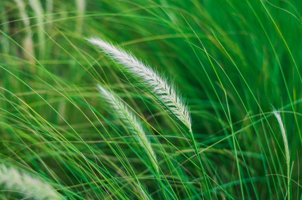 Фотография автора Kirtesh Mahant