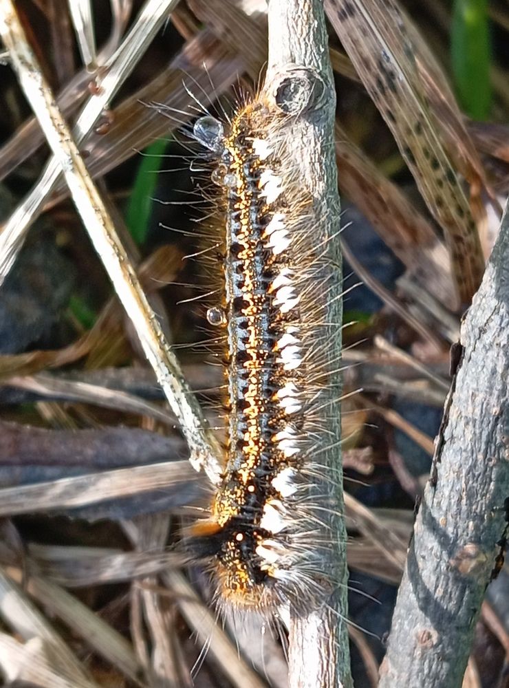 Photograph by Елена Коробченко