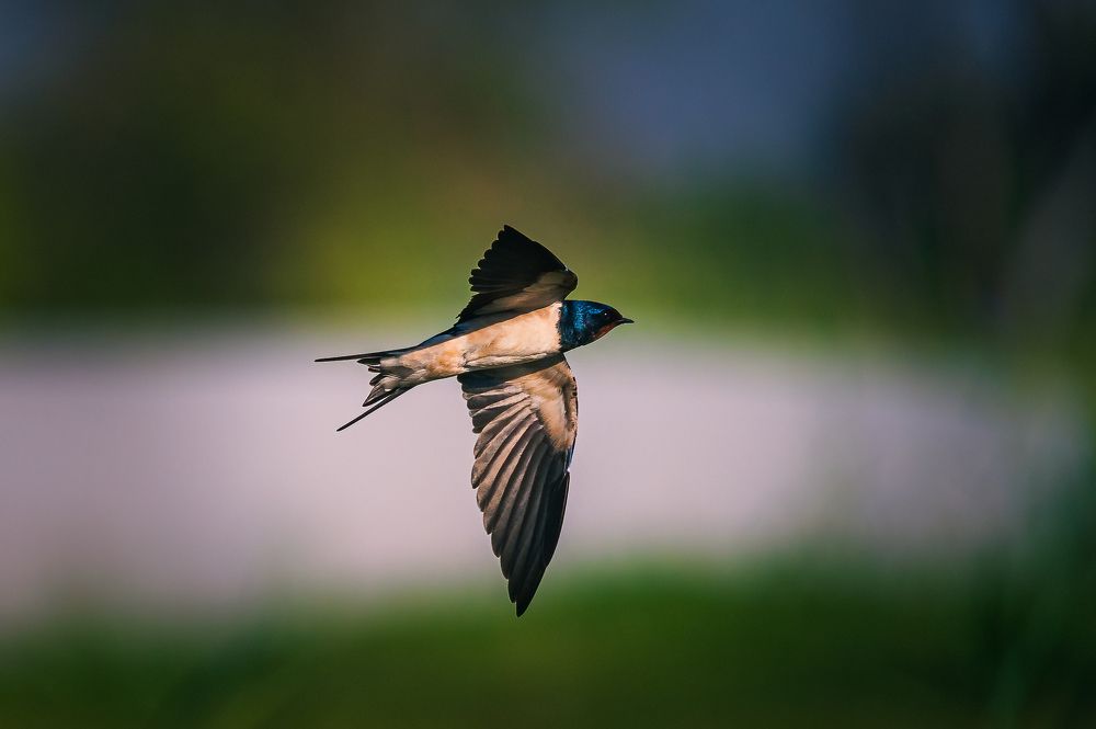 Фотография автора Kirtesh Mahant