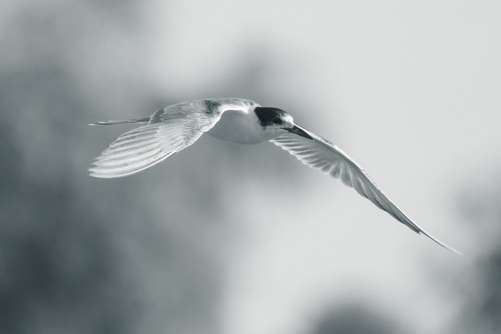 Фотография автора Kirtesh Mahant