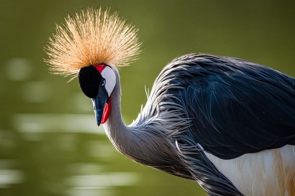 Фотография автора Kirtesh Mahant