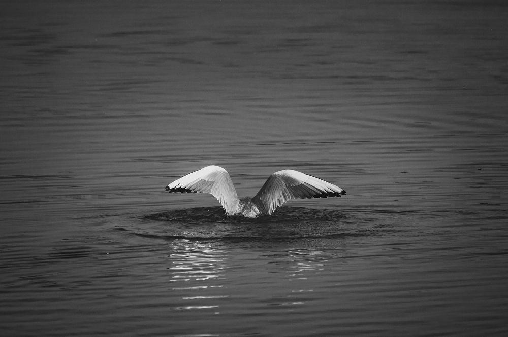 Фотография автора Kirtesh Mahant