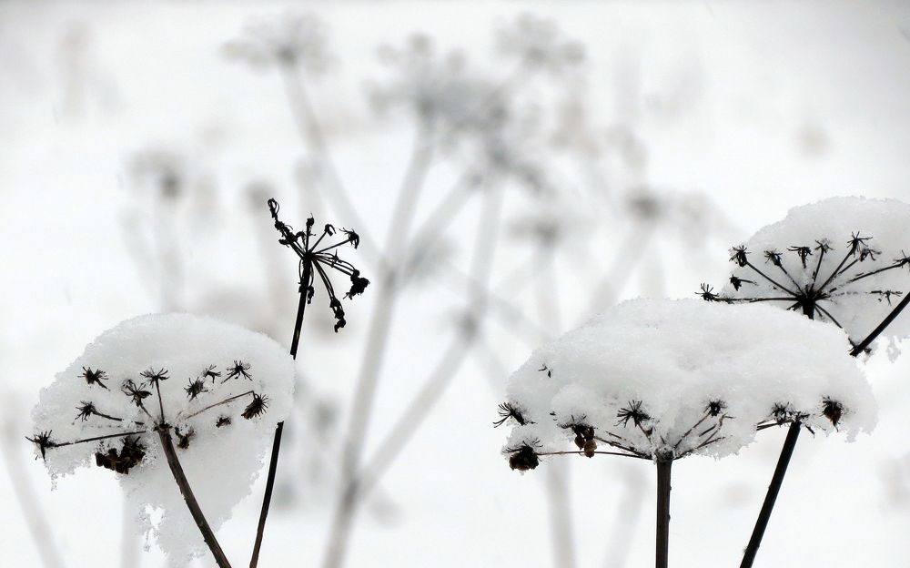 Photograph by Андрей Осмоловский