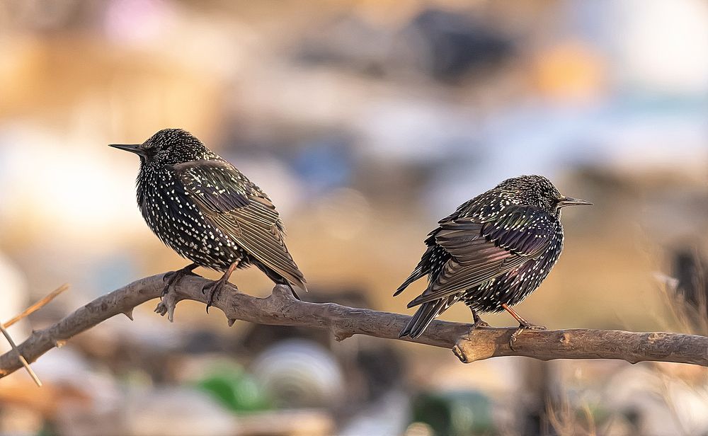 Поссорились