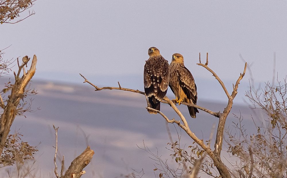 Пара степных орлов