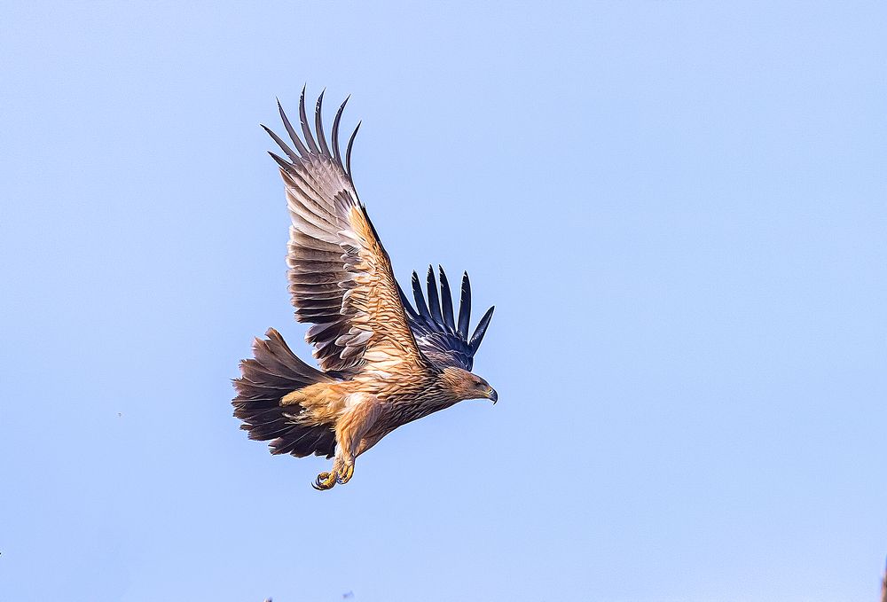 Взлёт орла