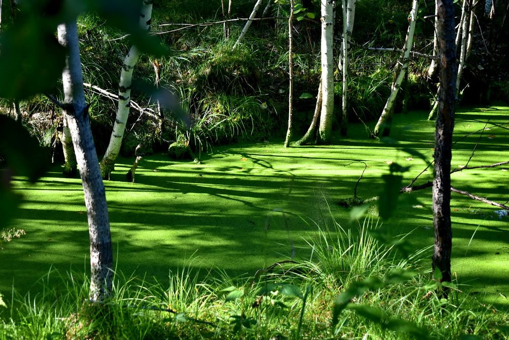 Photograph by НИНА АВЕРЬЯНОВА