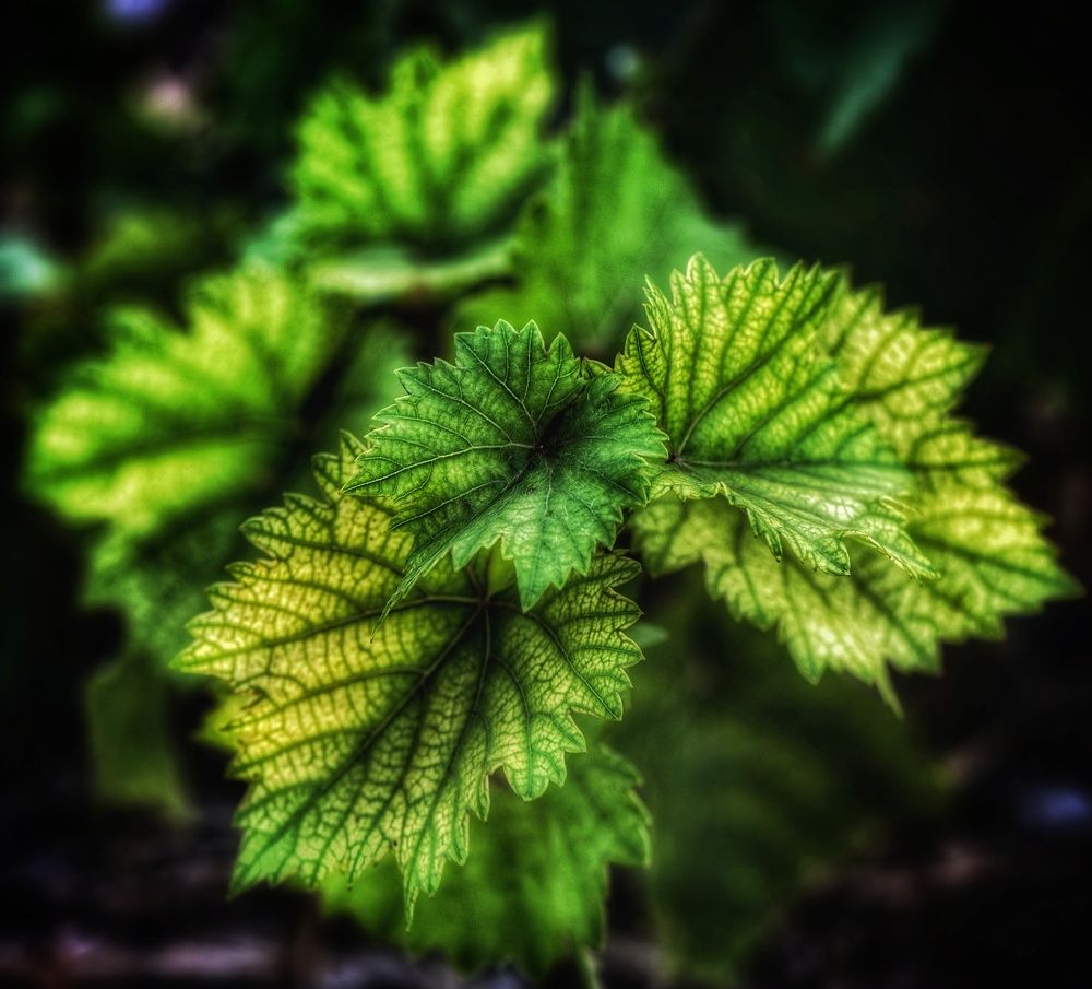 Photograph by Василиса Прекрасная