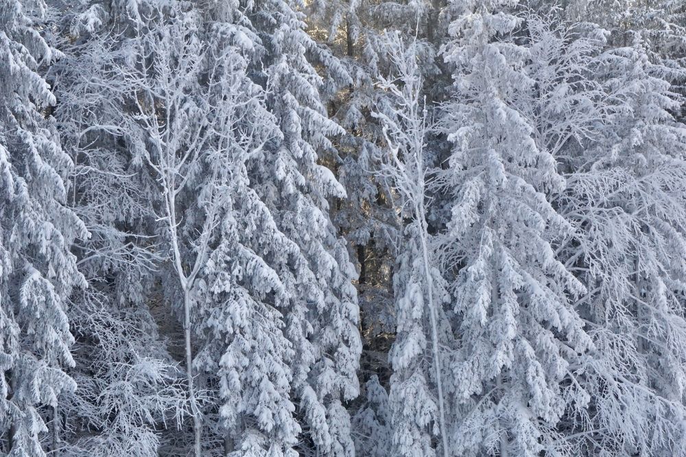 Фотография автора Liudmila Kiermeier