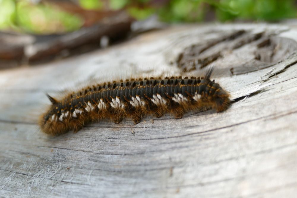 Photograph by Anastasia Perez