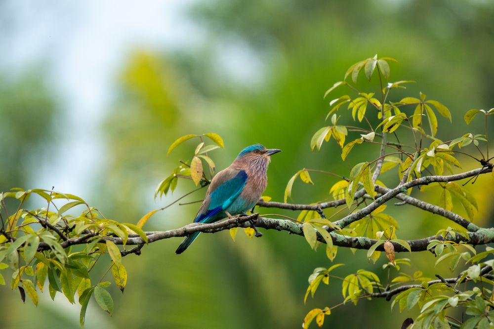 Photograph by Faisal Fasaludeen