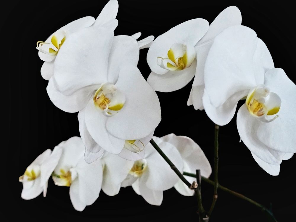 Photograph by Елена Ямнюк