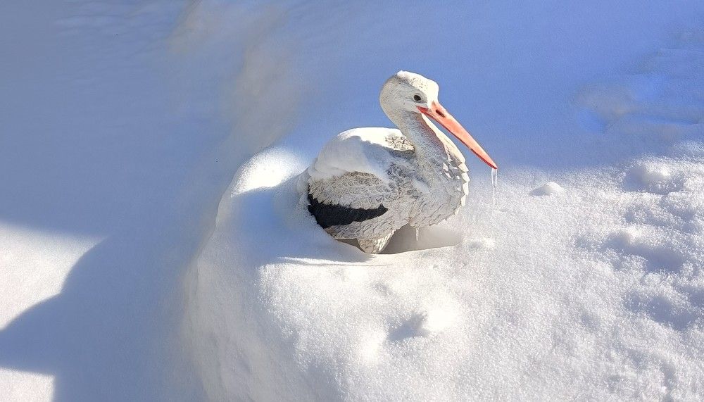 Фотография автора Елена Александрова