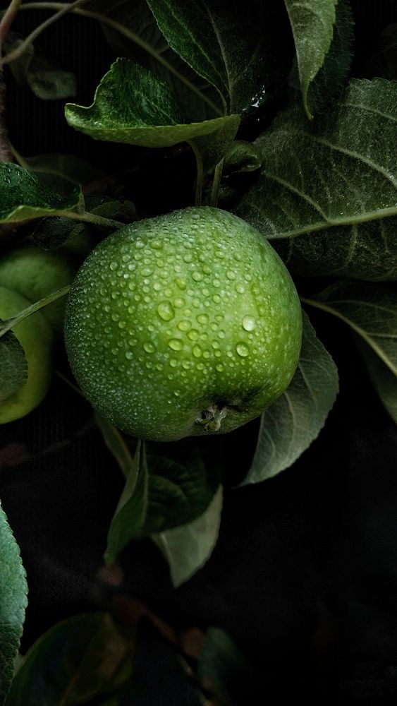 Photograph by Хоменчук Людмила