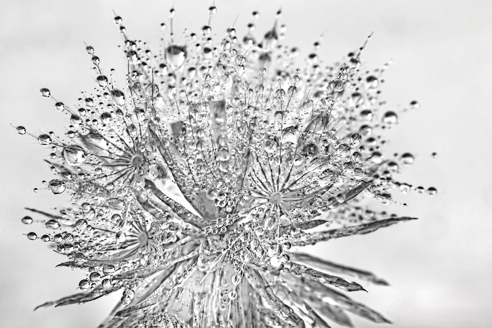 Фотография автора ChonTin NeCoTi