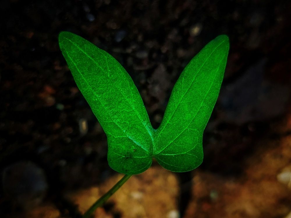 Photograph by Rutuja Shinde