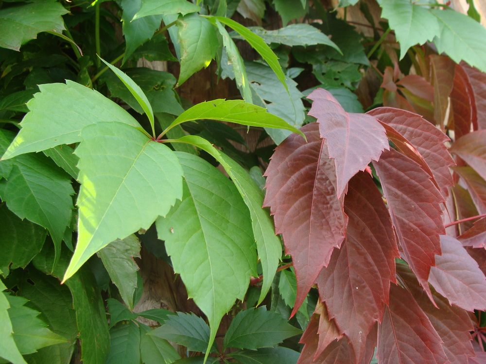 Photograph by Николай Худяков