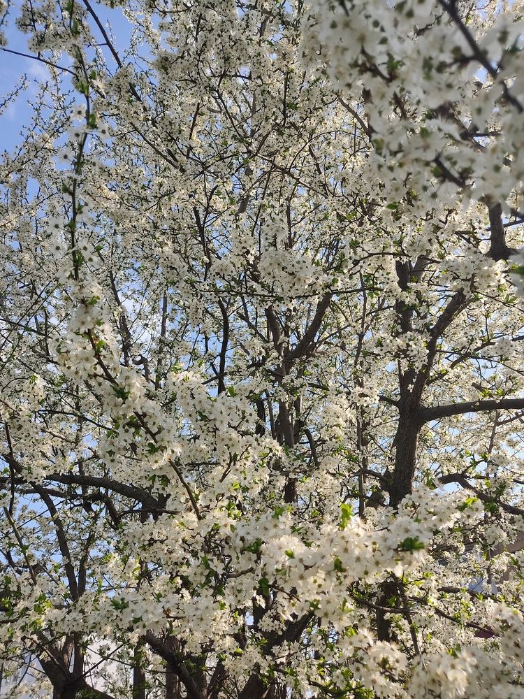 Photograph by Фаина Мирошниченко