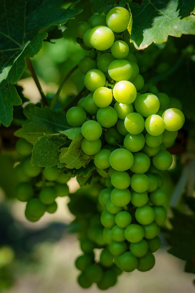 Photograph by Irina Ostapenko (Nepavlova)