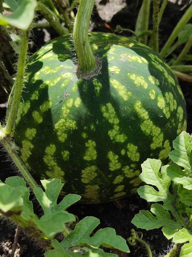 Photograph by Елена Иванкина