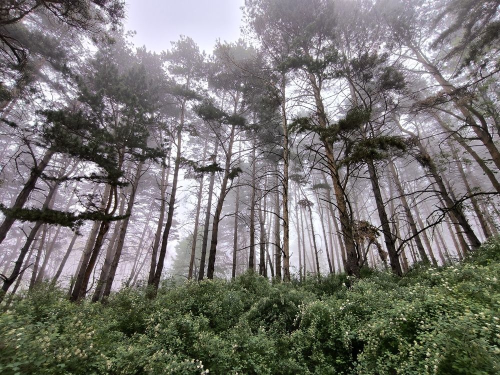Photograph by Альфия Кобзева